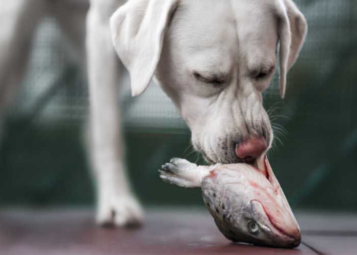 Hond die vis eet