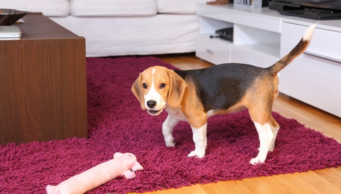 Hoe u uw appartement kunt voorbereiden voordat u uw eerste hond mee naar huis neemt