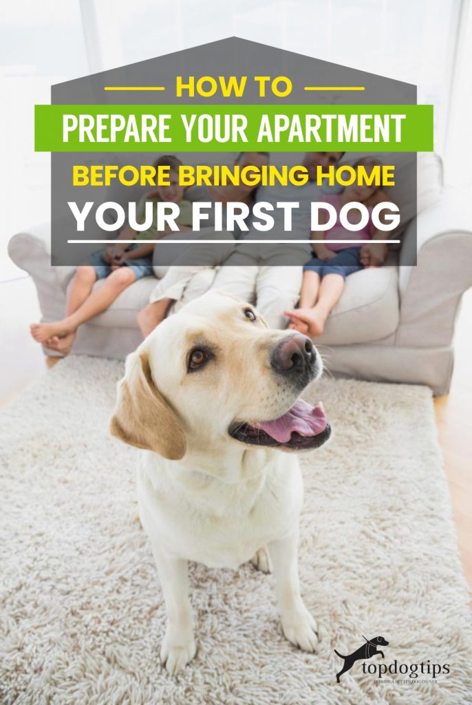 Hoe u uw appartement kunt voorbereiden voordat u uw eerste hond mee naar huis neemt