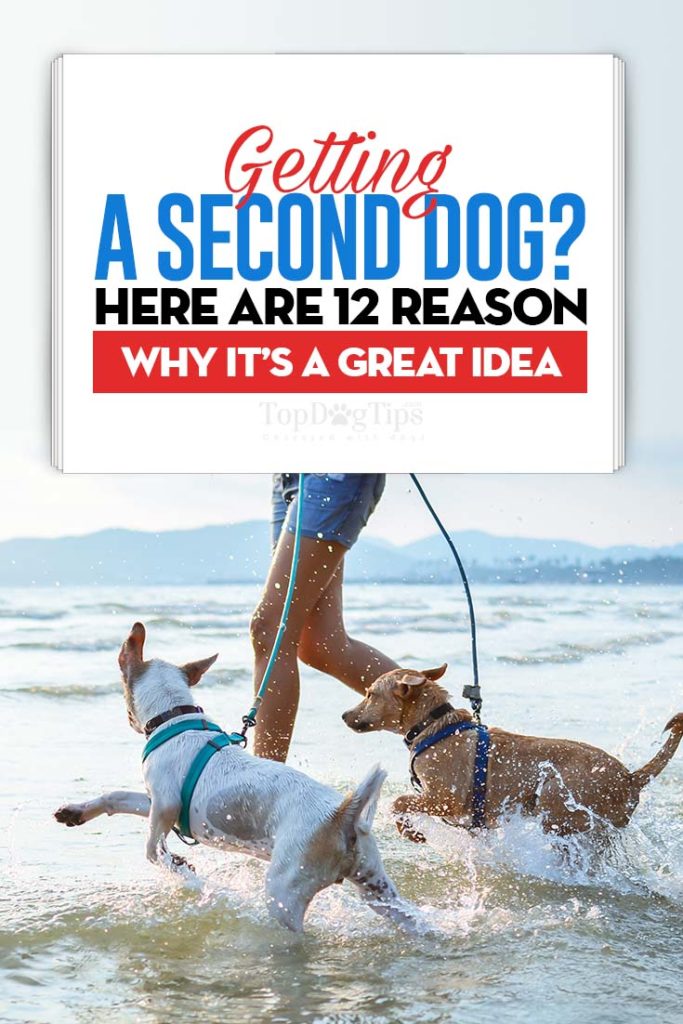 12 redenen waarom het krijgen van een tweede hond een goed idee is