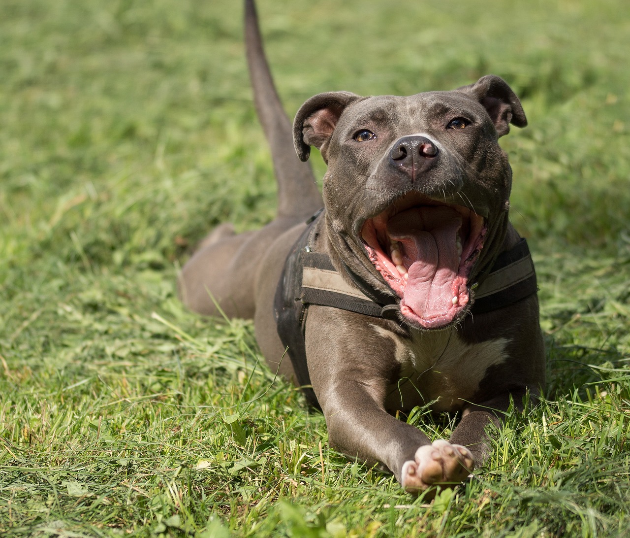 20 Beste voedingsmiddelen voor Staffordshire Bull Terriers met allergieën