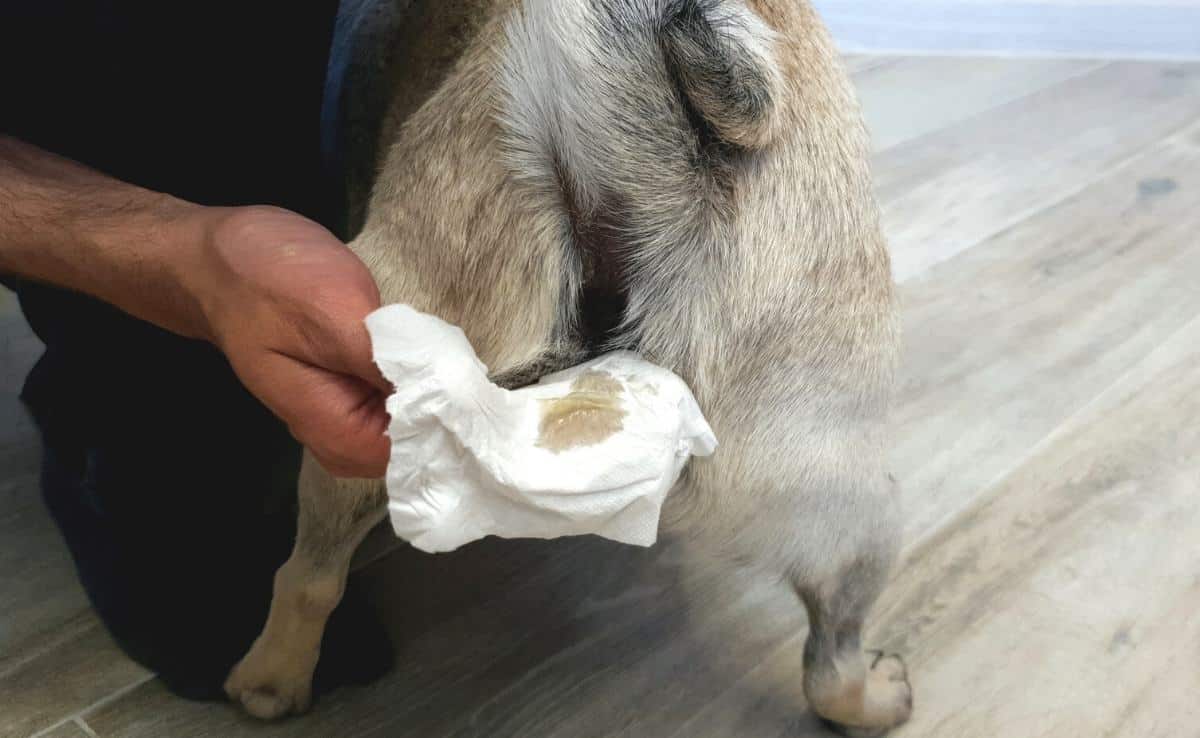 De mens reinigt de anaalklieren van een hond