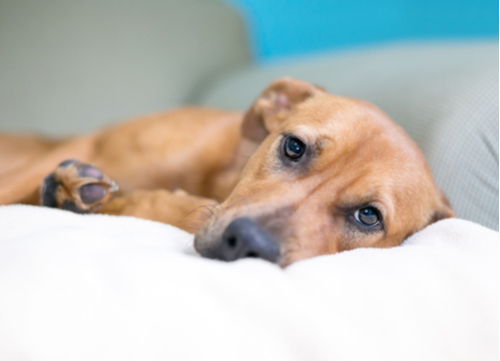 De ziekte van Addison bij honden: de gids voor eigenaren van gezelschapsdieren