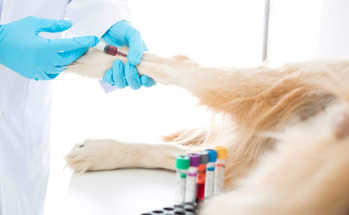 Veterinaire testen de hond is bloed