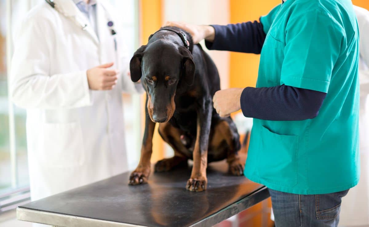 Mannelijke dierenarts onderzoekt Duitse Dog op kanker in dierenkliniek