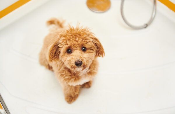 Maltipoo Hond in een douche wordt verzorgd