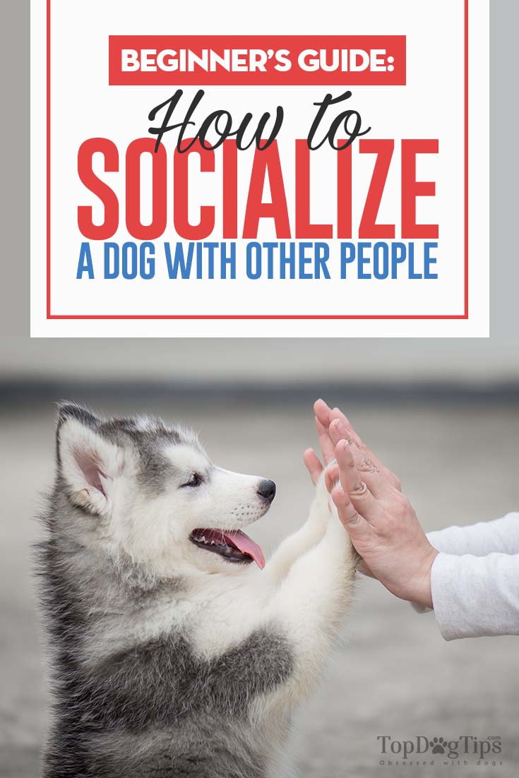 Hoe een hond met mensen te socialiseren