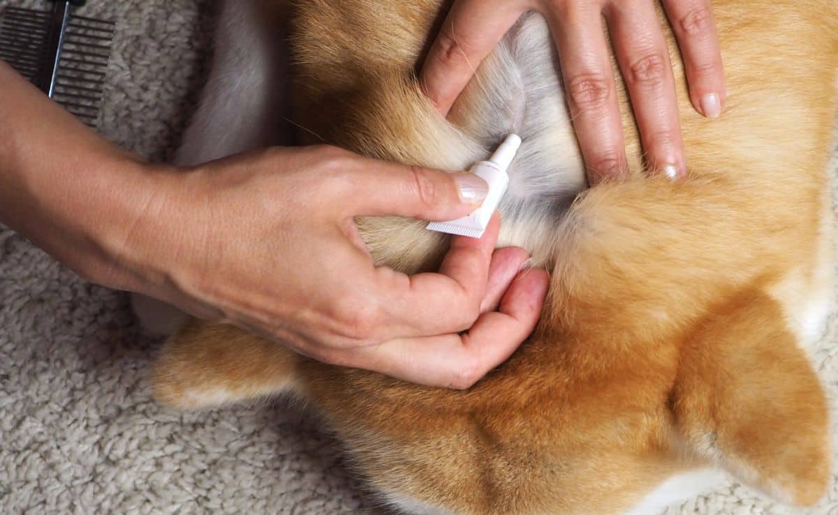 Home Remedies voor vlooien op honden: natuurlijke behandeling preventie werkt - Stichting Signaal Alles honden