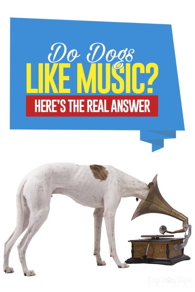Waarom houden honden van muziek