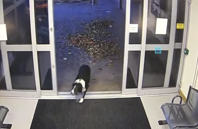 Hond die politiebureau binnenkomt