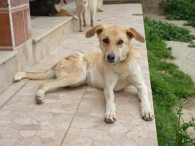 Mishandelde hond gered in Tunesië