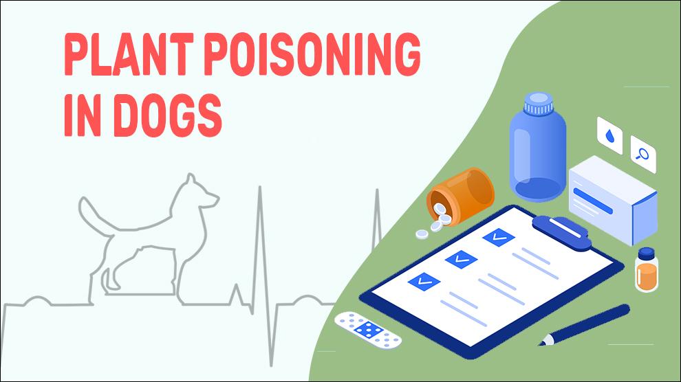 Plantenvergiftiging bij honden