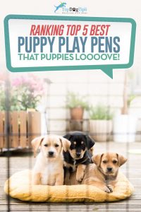 Top Beste Puppy Play Pennen