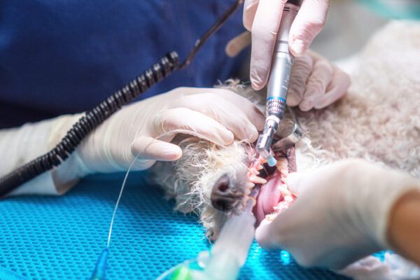 Veterinaire tandheelkunde. Tandartschirurg dierenarts behandelt en verwijdert de tanden van een hond onder narcose op de operatietafel in een dierenkliniek. Sanitatie van de mondholte bij honden close-up.