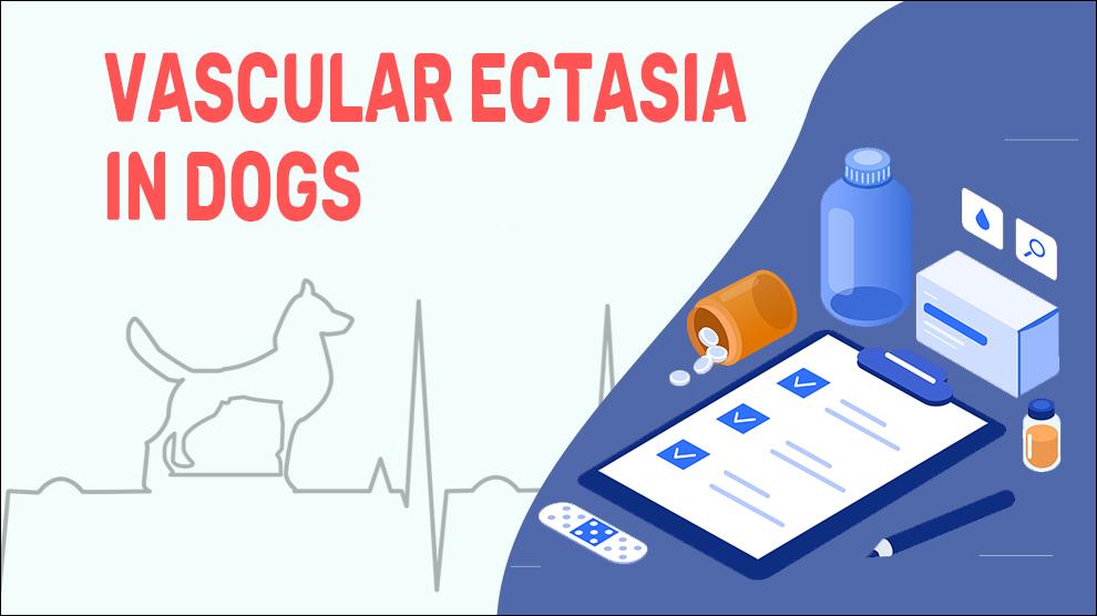 Vasculaire ectasie bij honden