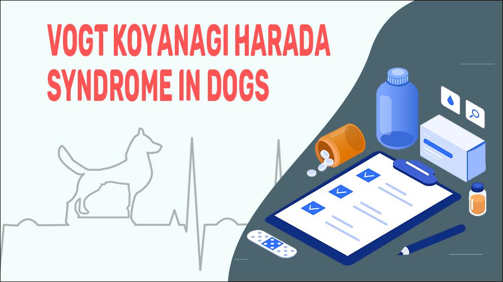 Vogt Koyanagi Harada syndroom bij honden