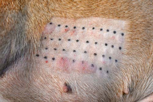 Allergie huid testen van een hond