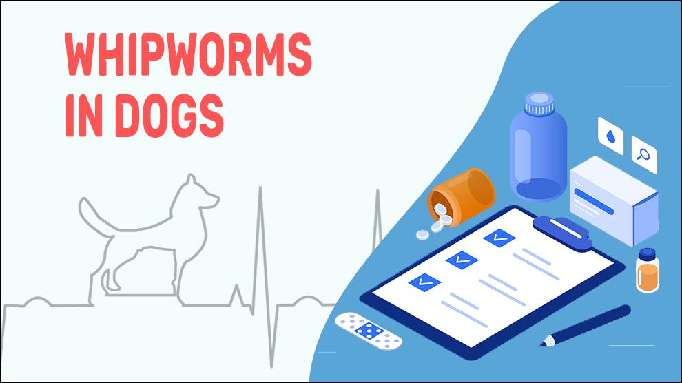 Zweepwormen bij honden