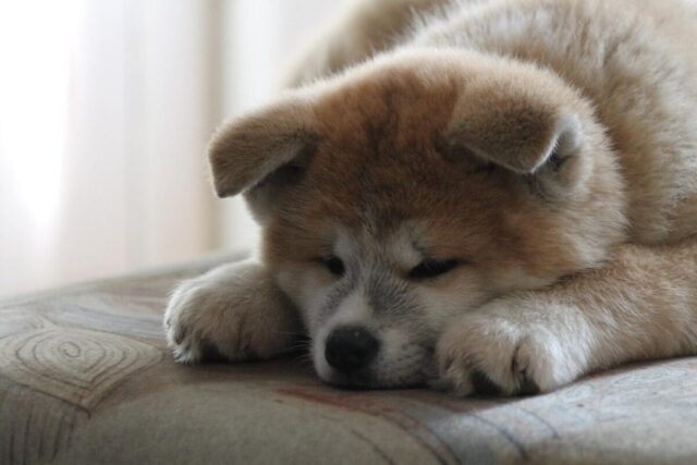 Akita slaapt op de beste hondenmand