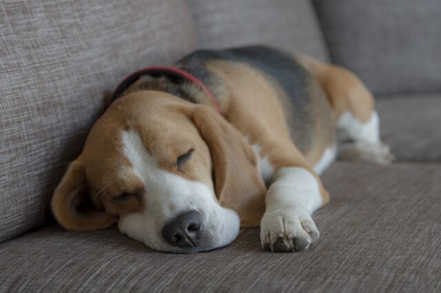 Beagle slaapt op de beste hondenmand