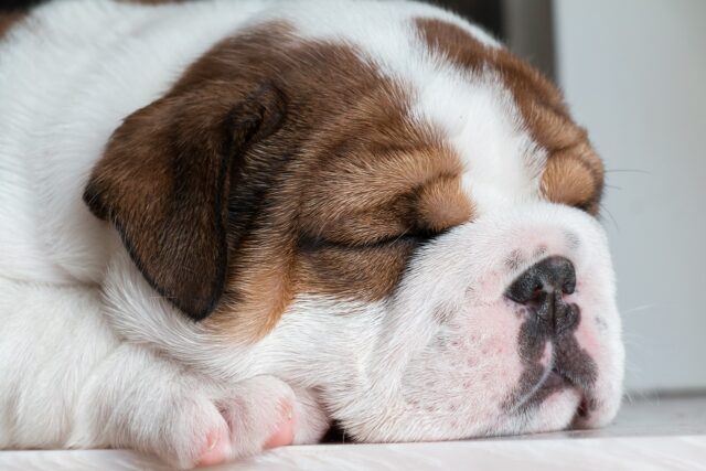 Bulldog slapen op beste hondenmand 