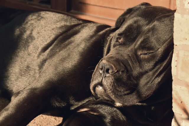 Cane Corso slaapt op de beste hondenmand