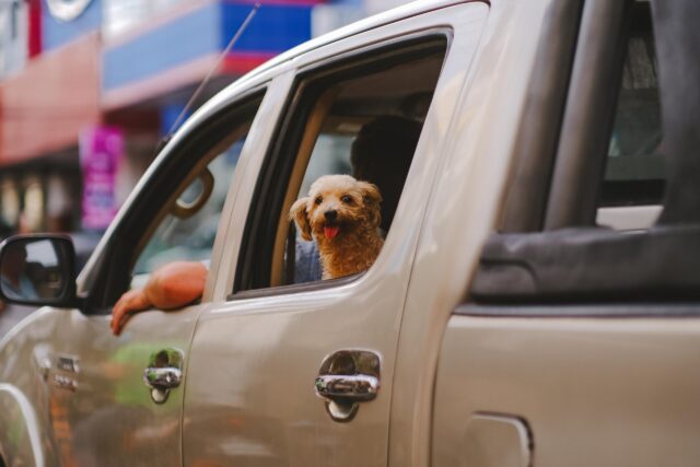 Kleine hond op de achterbank van de auto