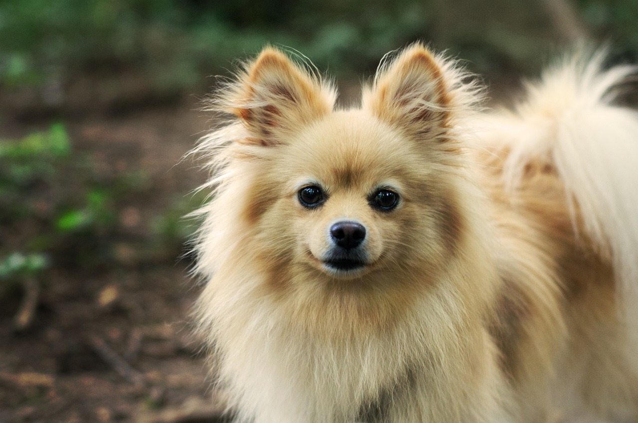 beste vers hondenvoer voor Pomeranians