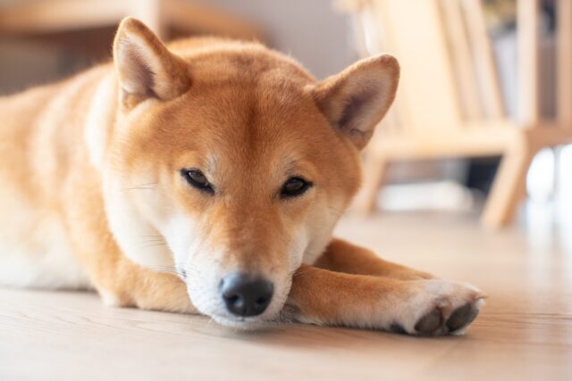 beste rauw hondenvoer voor Akita's