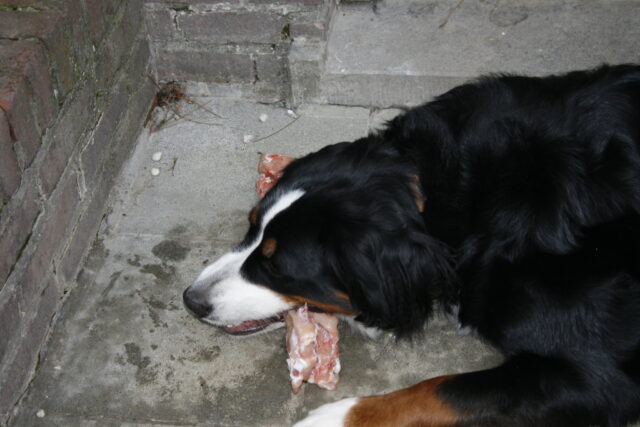 Berner Sennen eten het beste rauwe hondenvoer.