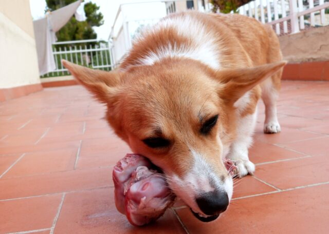Corgi eet het beste rauwe hondenvoer.