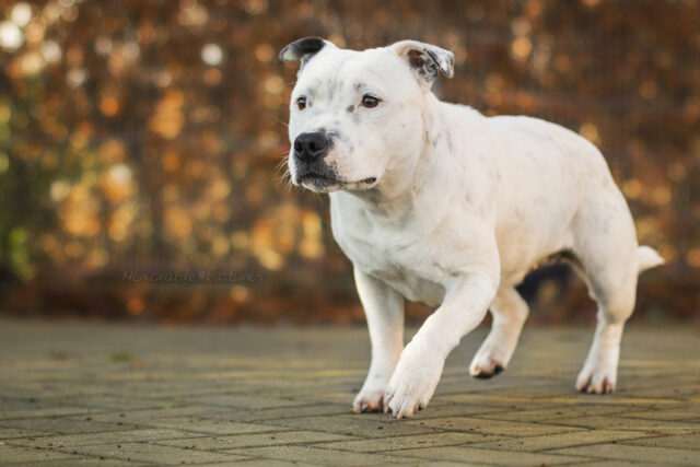 Beste rauw hondenvoer voor Staffordshire Bull Terriers