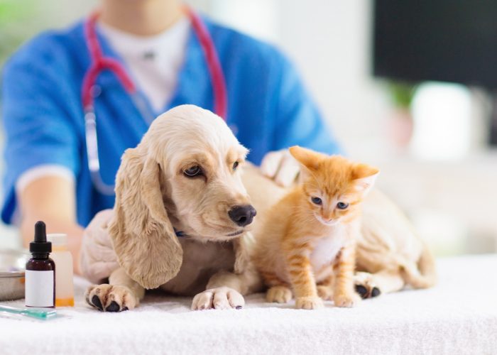 Honden- en kattenchirurgie gedekt door huisdierenverzekering