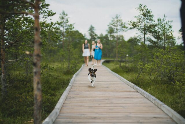Hond rennen op houten brug