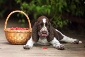 Gezondheidsvoordelen van frambozen voor honden
