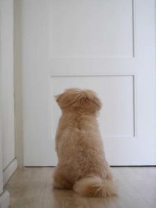 Hond wacht op eigenaar