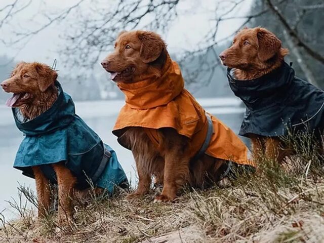 beste regenjassen voor honden