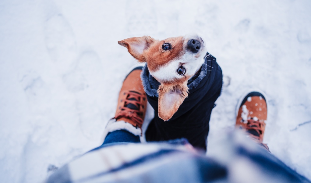 winterveiligheidstips voor eigenaren van gezelschapsdieren