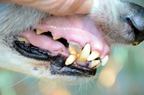 Gingivitis bij honden