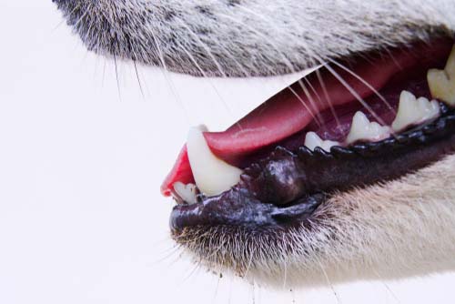Hoe gezonde tanden en tandvlees bij een hond eruit moeten zien