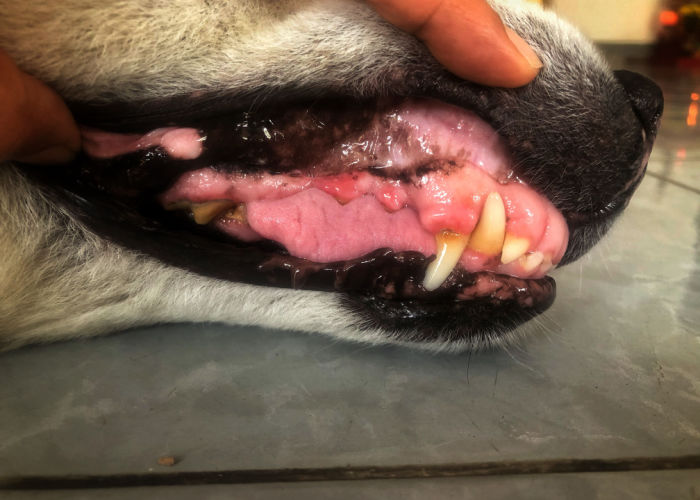 Rood tandvlees bij honden en tandbederf