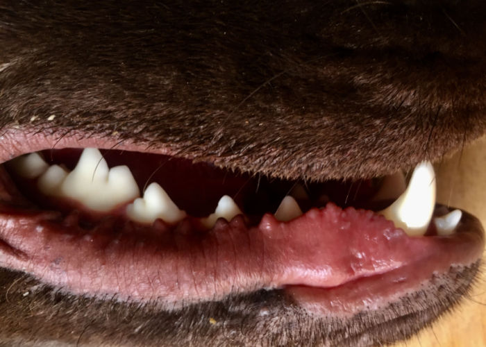 helderrood tandvlees bij honden