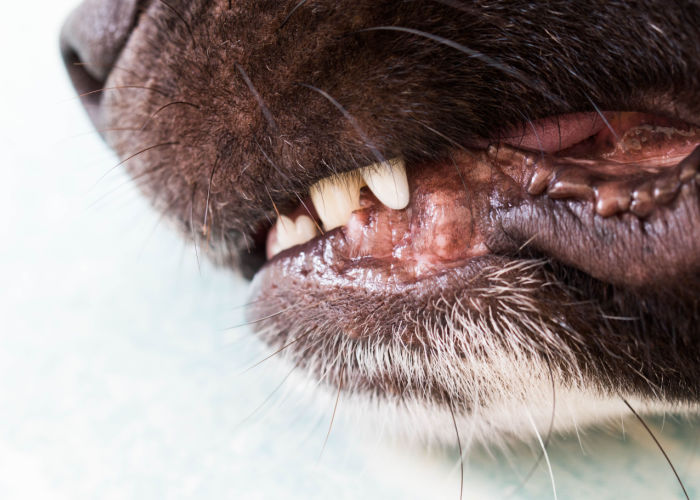 Hondentanden en tandvlees Close-up