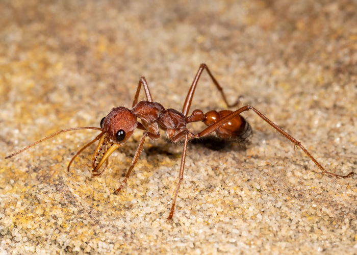 Mierenbeten