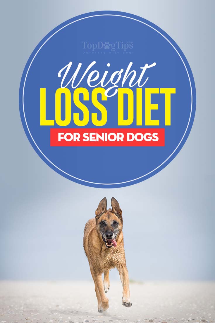 Gewichtsverlies dieet voor oude honden