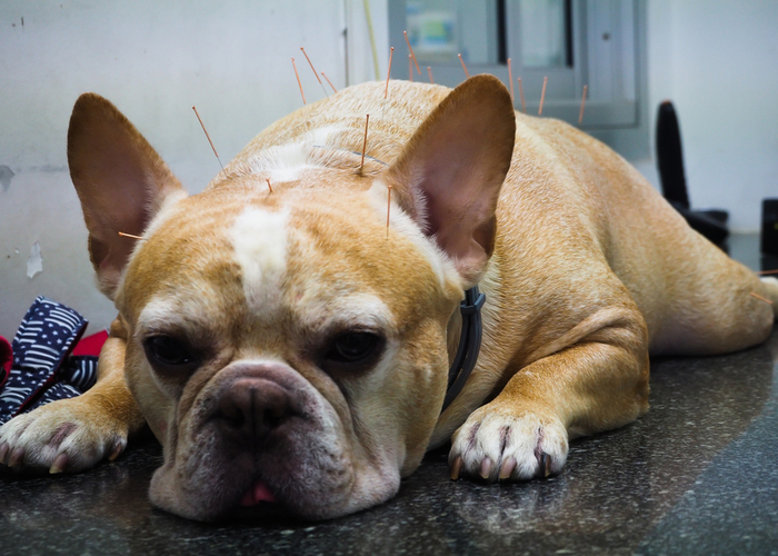 acupunctuur voor pijnverlichting bij honden