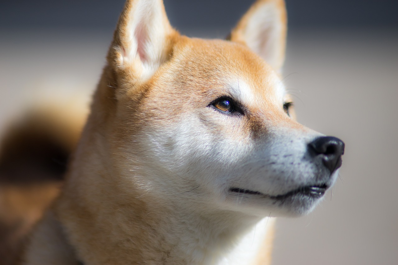 beste vers hondenvoer voor Shiba Inu 