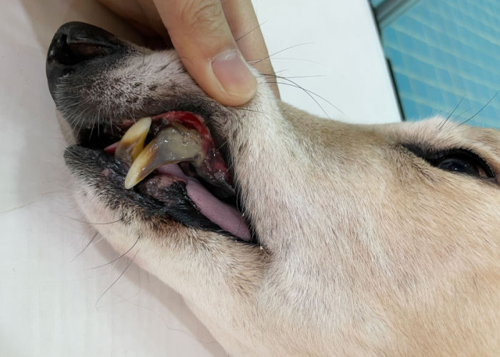 Parodontitis bij honden