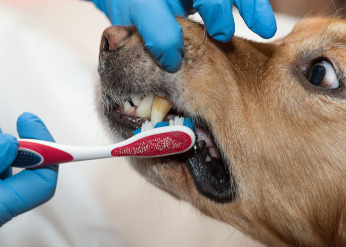 tanden poetsen van hond met bloedend tandvlees