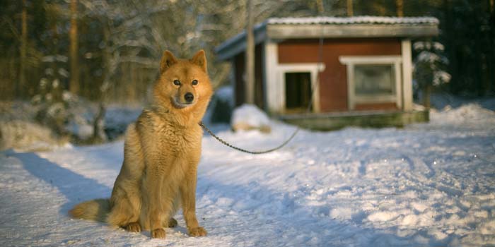 winterhond naast hondenhuisbewaking